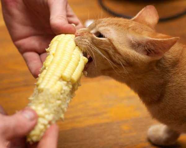 10 Human Foods That Are Harmful For Cats