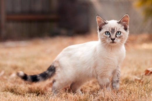 Tips & Tricks : How To Train a Siamese Cat