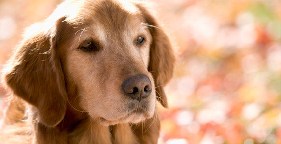 Dogs With The Most Unique Coats