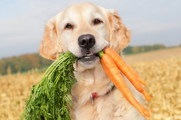 Are Carrots Good For Dogs?