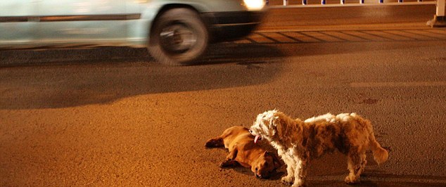 Heart Wrenching Moment- Dog Tries To Make its Mate Come Alive!