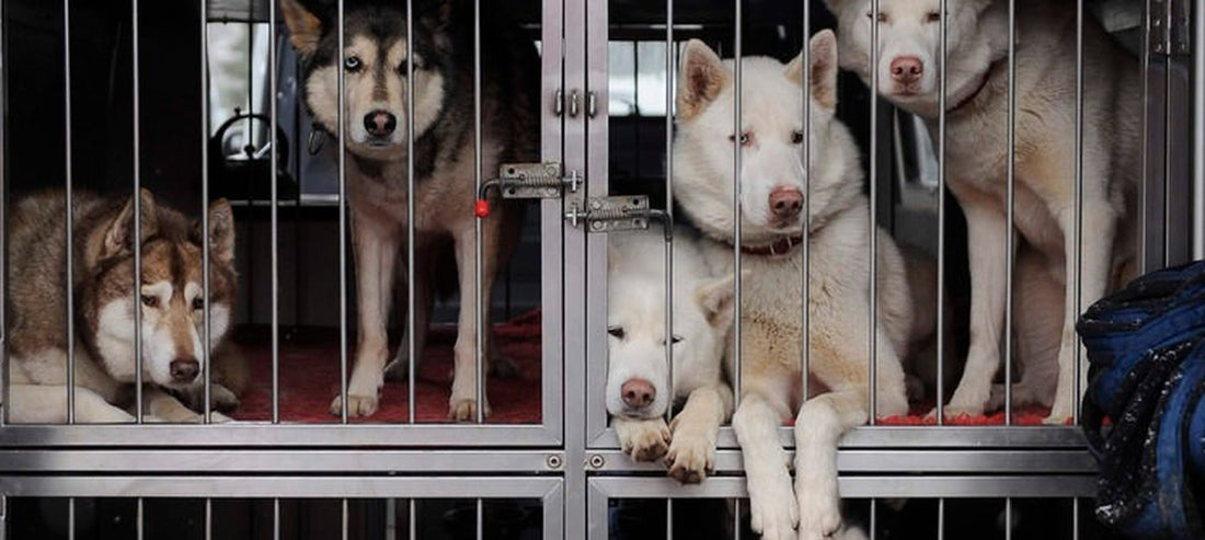 The Ban On Import Of Foreign Dogs Into India Is A Welcome Move By The Government