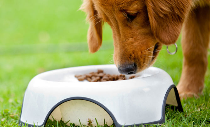 Know How To Give Your Dog A Balanced Diet