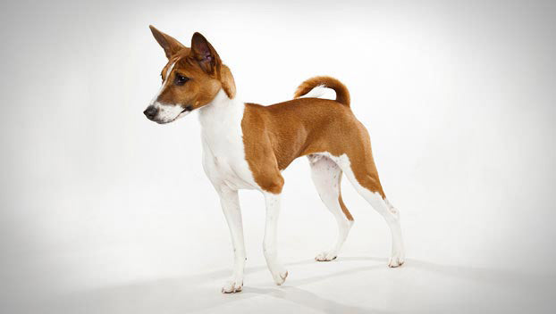 Basenji Dog Breed Info with Image