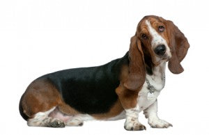 Types of Hound Dog Breeds