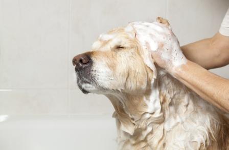 Why Dogs Should Be Groomed With Quality Grooming Kits?