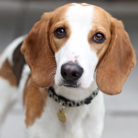 American Foxhound Dog Breed Information