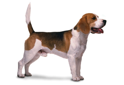 Beagle Dog Breed Information