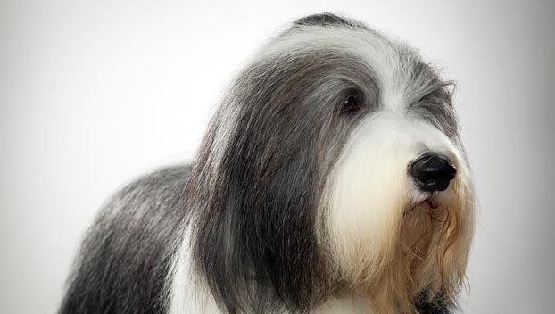 Bearded Collie Dog Breed Information