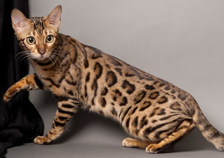 Domestic Cats with Spots