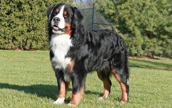 Bernese Mountain Dog Breed: Information and Facts