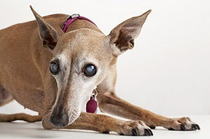 Sudden Blindness in Older Dogs- Causes and Symptoms