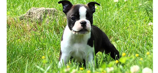 Boston Terrier Dog Breed Information