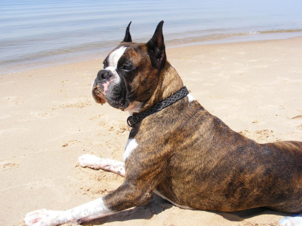 Boxer Dog Breed Info, Pictures