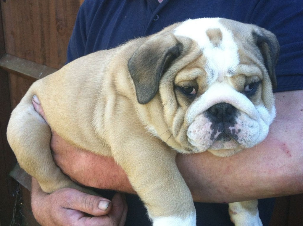 British Bull Dog