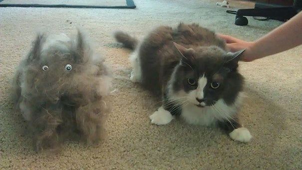 HOW CAN I CONTROL MY CAT’S HAIR SHEDDING?