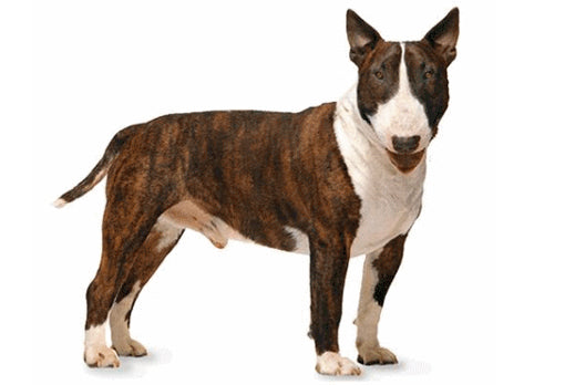 Bull Terrier Dog Breed Info with Pictures