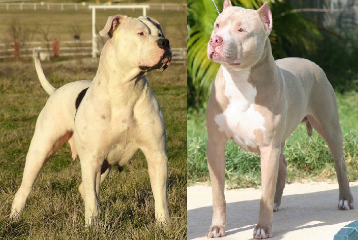 Bulldog vs Pitbull: Know the Differences