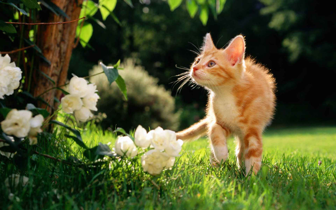 Cat Care Tips: Is Your Pet Cat Summer Happy?