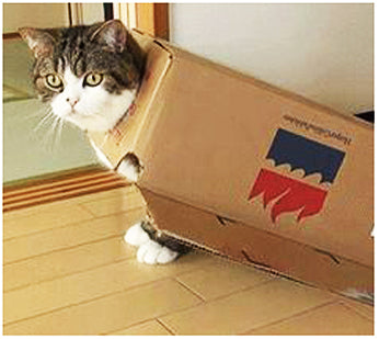 Why Are Cats So Fascinated With Cardboard Boxes?