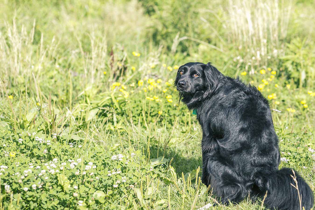 Why Your Pet Dog Stares At You While Pooping? Weird Dog Facts