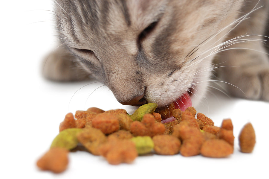 10 Human Foods Cats Can Eat