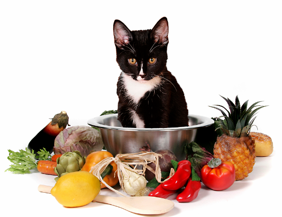 These Foods are harmful for your Pet Cat