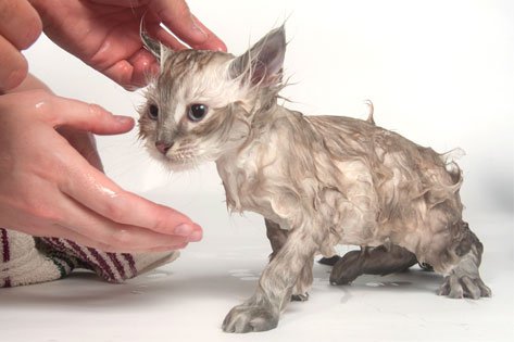 5 Tricks To Make Cat Bath Easier