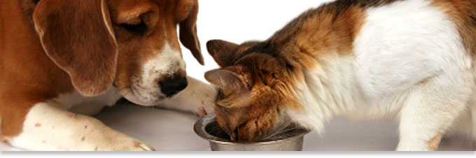 How Safe is Cat Food For Dogs? Can A Dog Indulge in Cat Food?