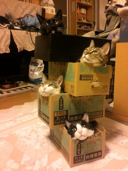 Cats in Box : Explore Funny Moments of Cats in Boxes