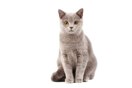 How Long Do Cats Live? Life Span of Popular Cat Breeds