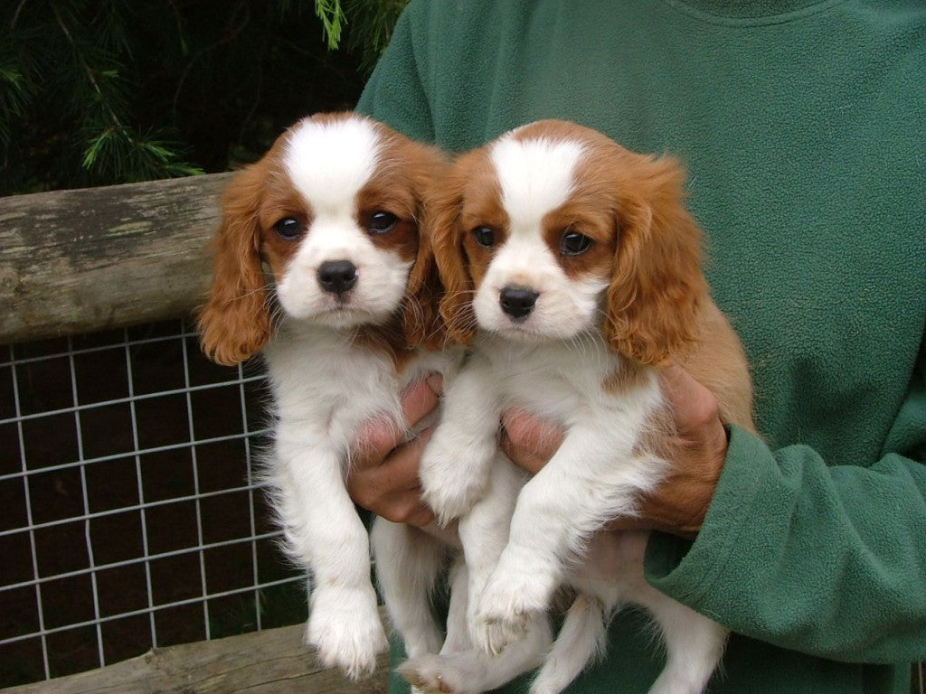 Adopt King Charles Spaniel Puppies - Buy/Sell Puppy In India