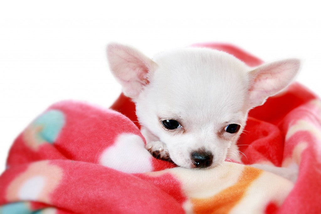 Pictures of Chihuahua Dogs