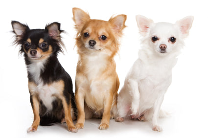 How to Care For a Chihuahua-Basics Tips