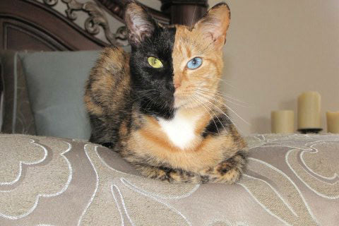 Meet The Chimera Cat, Venus Who Has 2 Faces and Different Colored Eyes