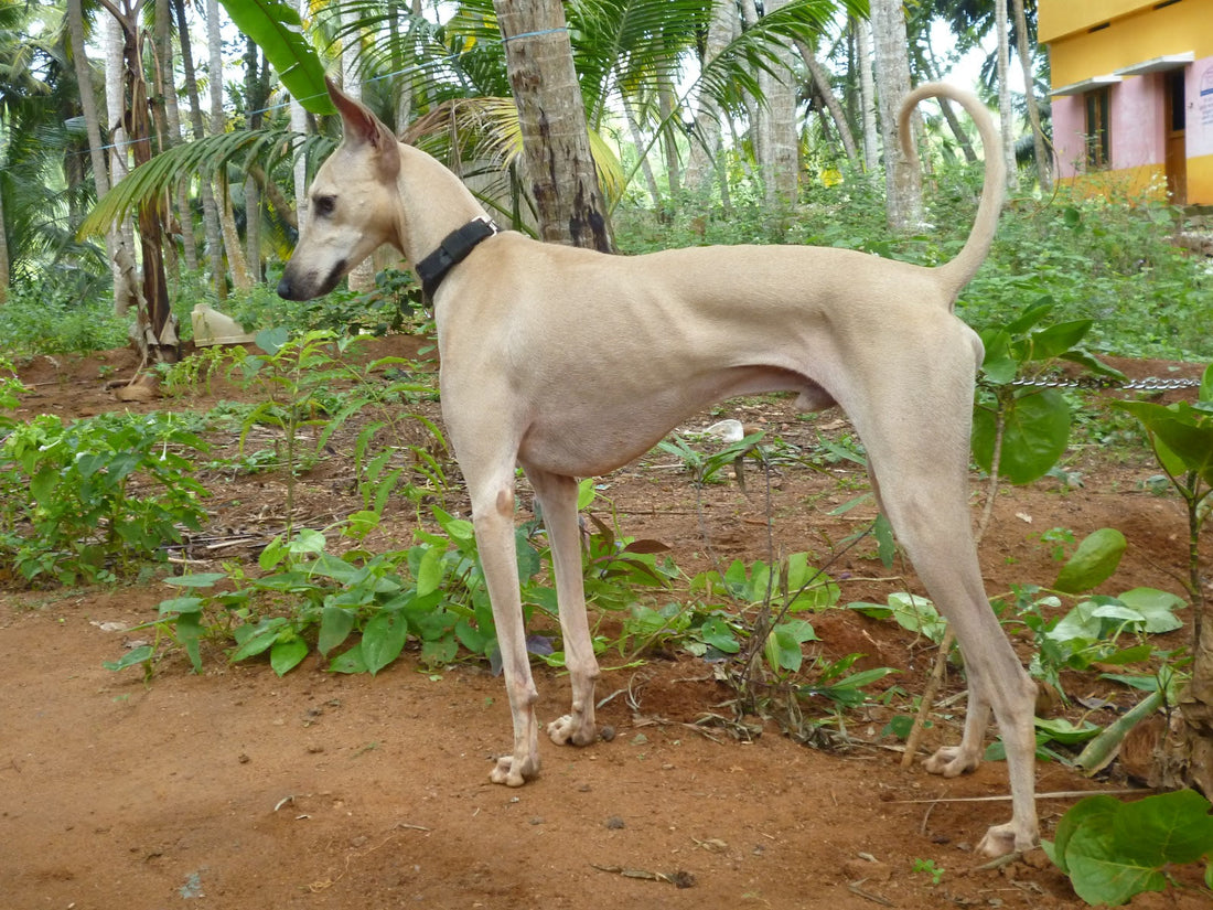 Chippiparai Dog Breed – The Indian Hound Dog