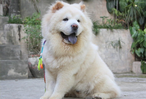 How To Keep Your Chow Chow Happy?