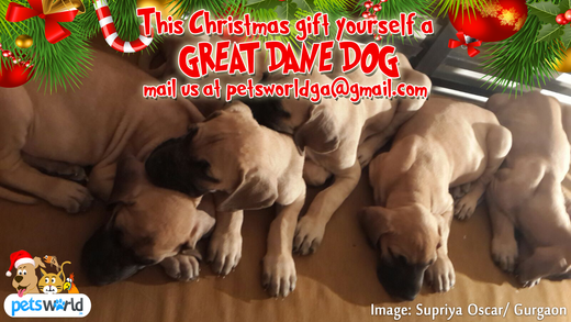 Thinking Dog Adoption? Pedigree Great Dane puppies are Available for Dog lovers in Gurgaon, Noida and Delhi.