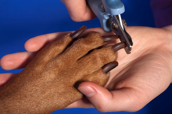 How To Trim Dog Nails?