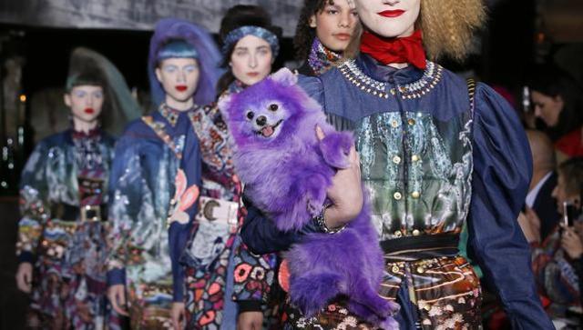 Purple Colored Dog Fluffy  & Manish Arora Have Outraged The Animal Activists In India I Pet News