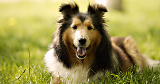 Online Training Guide For Collie Dog