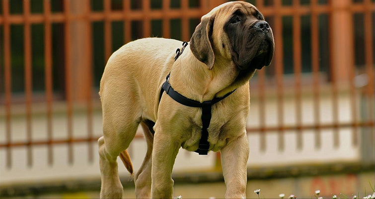 How To Feed An English Mastiff