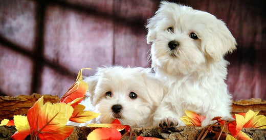 Bichon Frise Dog Breed Information