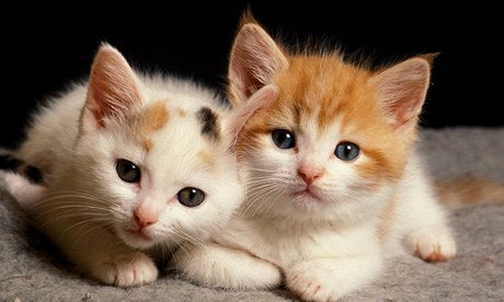 Best Kitten Foods: Nutrition Tips for Healthy Growth