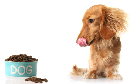 What Dog Food Is Best For Dachshunds?