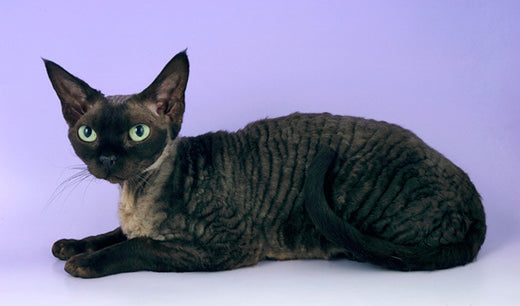 Pet Parent's Guide to Devon Rex Training