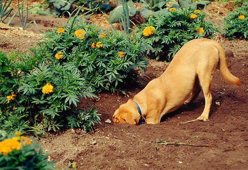 Why Do Dogs Dig and Bury Things?