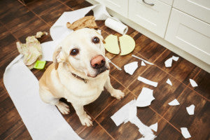 How to Deal with Inappropriate Dog Chewing?