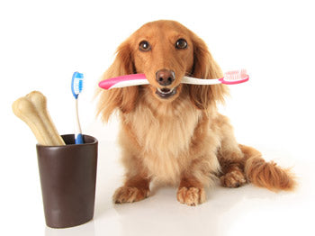 How To Maintain Dog’s Dental Health: Some Easy Ways To Help