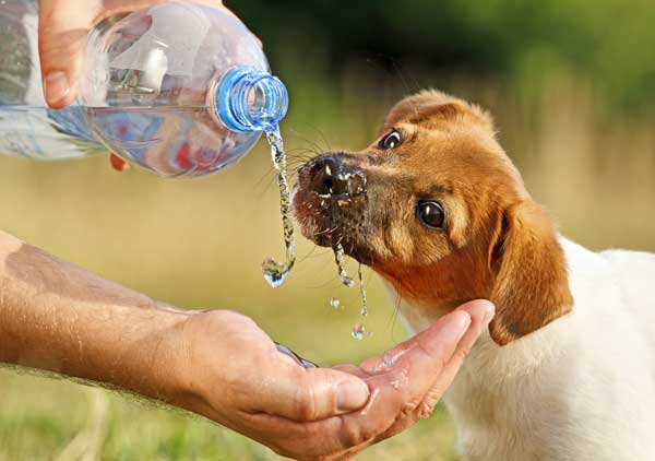 How Much Water Should a Puppy Drink?